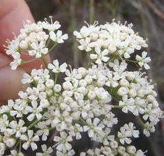 Lichtensteinia interrupta