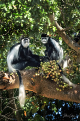 Colobus guereza matschiei
