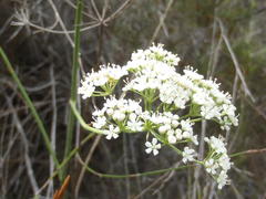 Lichtensteinia interrupta