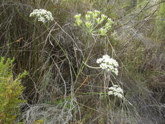 Lichtensteinia interrupta