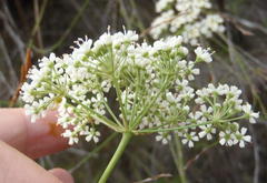 Lichtensteinia interrupta