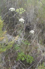 Lichtensteinia interrupta