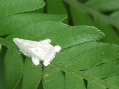 Naroma varipes