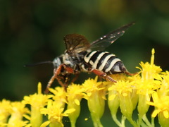 Triepeolus pectoralis