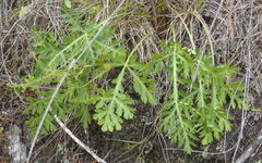 Lichtensteinia interrupta