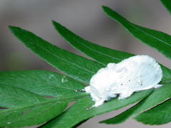 Naroma varipes