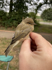 Phylloscopus collybita