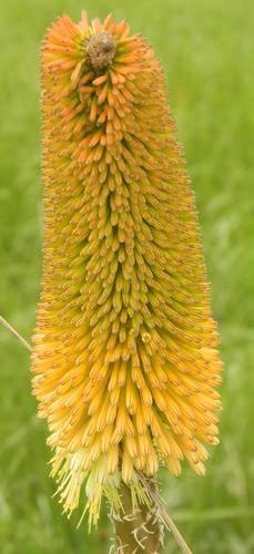 Tall Redhot Poker