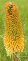 Kniphofia bruceae