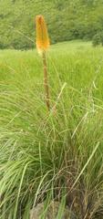 Kniphofia bruceae