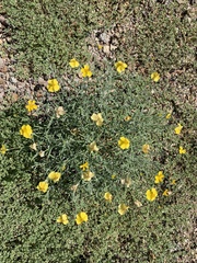 Psilostrophe cooperi