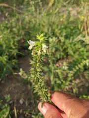 Stachys annua