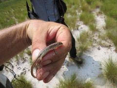 Gerrhosaurus nigrolineatus