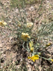 Psilostrophe cooperi