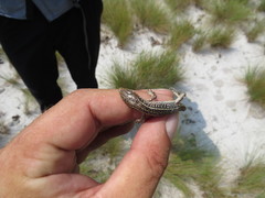 Gerrhosaurus nigrolineatus