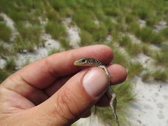 Gerrhosaurus nigrolineatus