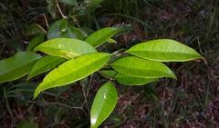 Olea capensis macrocarpa