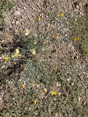 Psilostrophe cooperi