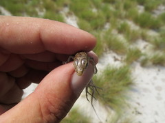 Gerrhosaurus nigrolineatus