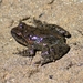 Hazara Torrent Frog - Photo (c) Azan Khan, some rights reserved (CC BY-NC), uploaded by Azan Khan