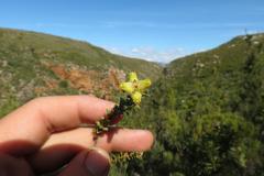 Penaea cneorum ovata