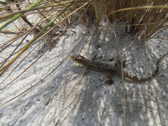 Gerrhosaurus nigrolineatus