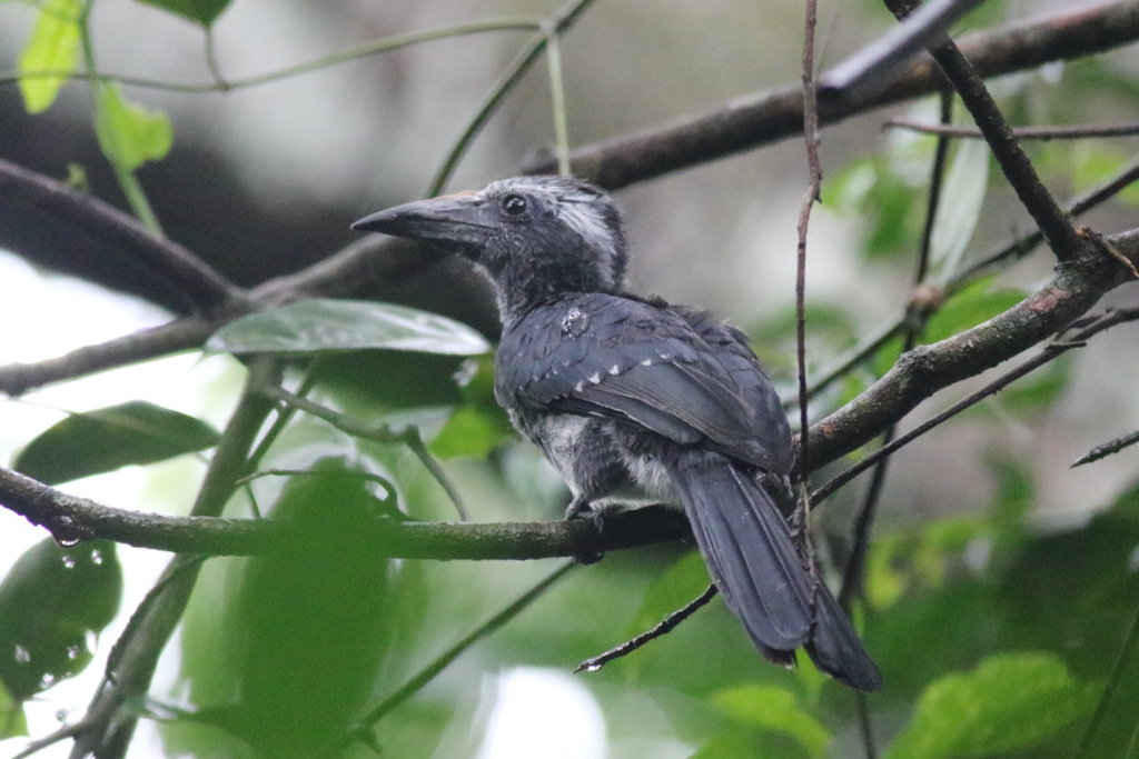 Eastern Dwarf Hornbill (Horizocerus granti) photo