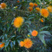 Stifftia chrysantha - Photo (c) scott.zona,  זכויות יוצרים חלקיות (CC BY)