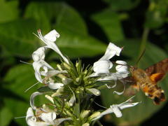 Macroglossum trochilus