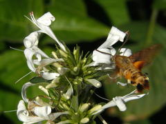 Macroglossum trochilus