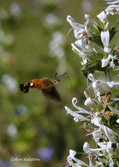 Macroglossum trochilus