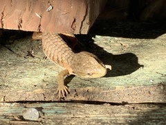 Elgaria multicarinata