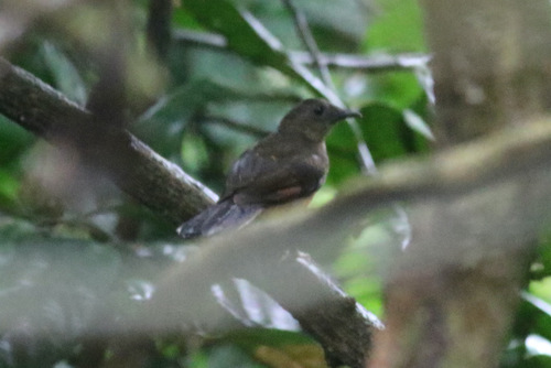 iNaturalist image