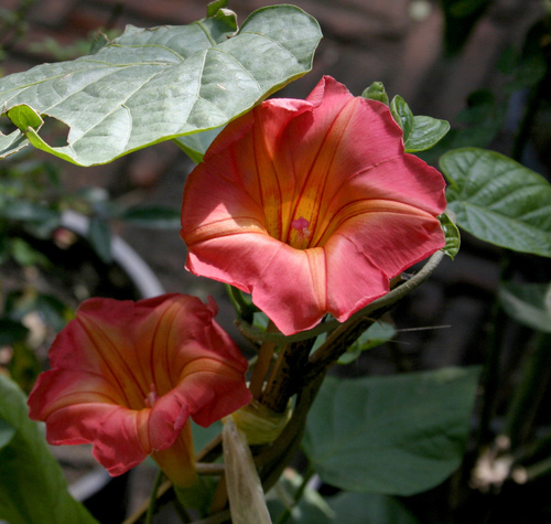 hawaiian sunset vine
