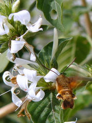 Macroglossum trochilus
