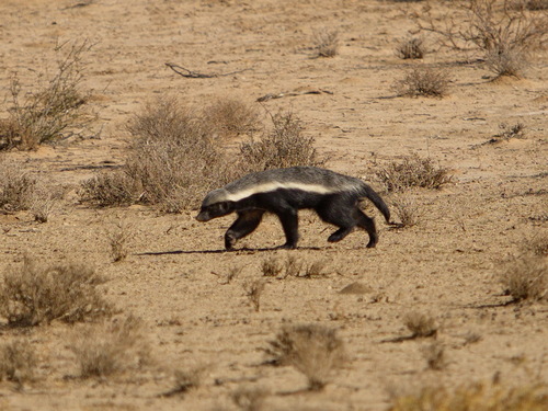 Ratel (Mellivora capensis)