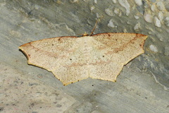 Pareclipsis serrulata