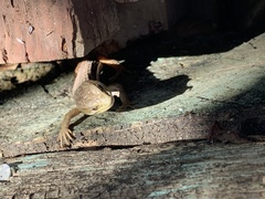 Elgaria multicarinata