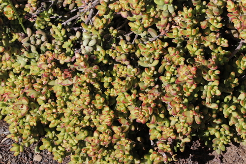 Crassula brevifolia