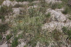 Adenogramma glomerata