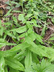 Hieracium prenanthoides