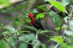 Spermophaga ruficapilla