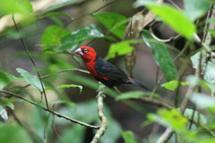 Spermophaga ruficapilla