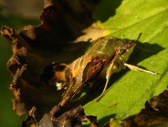Macroglossum trochilus