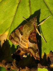 Macroglossum trochilus