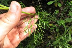 Notobubon ferulaceum