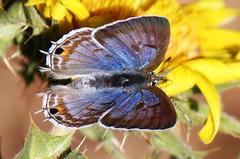 Anthene livida livida