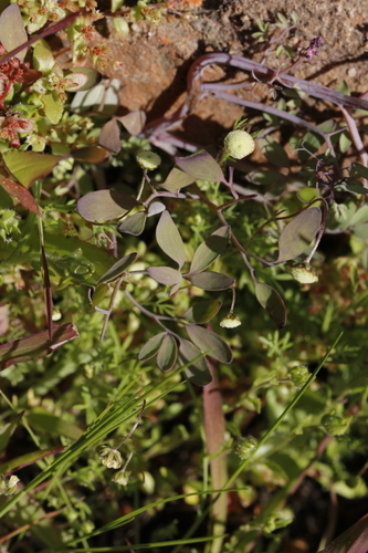 Image of Cysticapnos lichtensteinii by (c) Karen Eichholz, some rights reserved (CC BY)