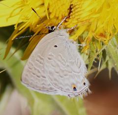 Anthene livida livida