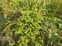 Euphorbia falcata